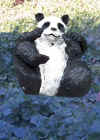 panda-on-flowers-for-web.jpg (65406 bytes)